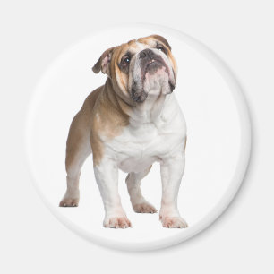 Funny English Bulldog Ma Cute Puppy Dog Magneet