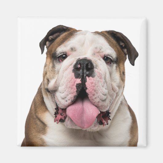 Funny English Bulldog Stikking Out Tongue Dog Magneet (Voorkant)