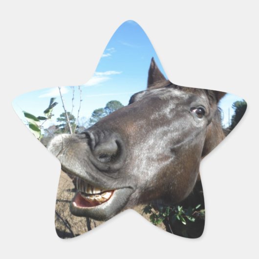 Funny Face brown paard Ster Sticker (Voorkant)