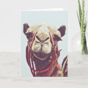 Funny Face Foto van een Sassy Cute Llama Kaart