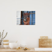 Funny Face Llama Poster (Keuken)
