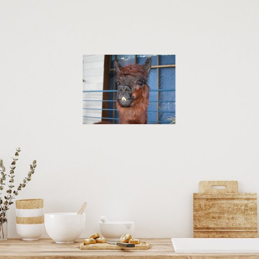 Funny Face Llama Poster (Keuken)