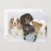 Funny Faces Cavalier King Charles Spaniels Briefkaart (Voorkant / Achterkant)