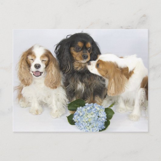 Funny Faces Cavalier King Charles Spaniels Briefkaart (Voorkant)