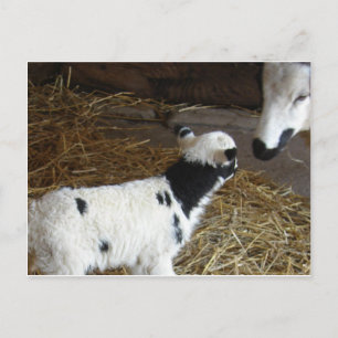 Funny Face's Lamb Briefkaart