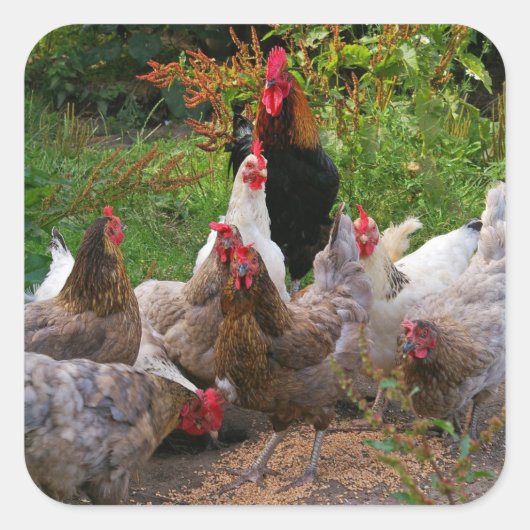 Funny Farmyard Chickens & Rooster Glossy Stickers (Voorkant)