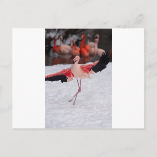 Funny Flamingo danst flamenco Briefkaart (Voorkant)