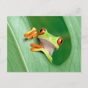 Funny Frog Briefkaart