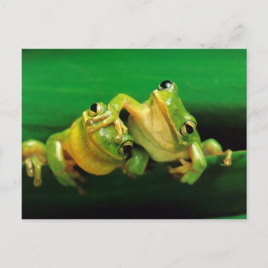 Funny Frogs Briefkaart (Voorkant)