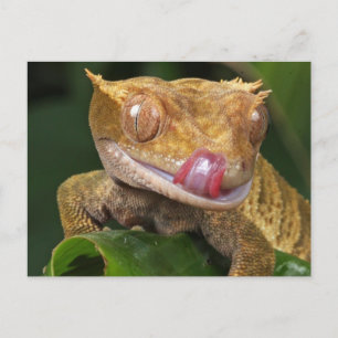 Funny GECKO die zijn lips-BRIEFKAART laat lopen Briefkaart