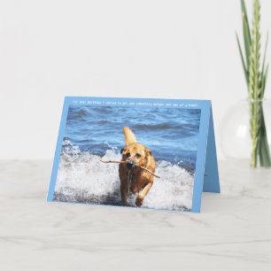 Funny German Shepherd Mix Birthday Card Feestdagen Kaart