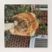 Funny Ginger Cat on Fence Legpuzzel (Horizontaal)