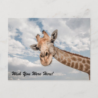 Funny Giraffe Briefkaart