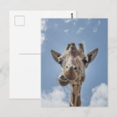 Funny Giraffe Face Close-up Fotografie Briefkaart (Voorkant / Achterkant)