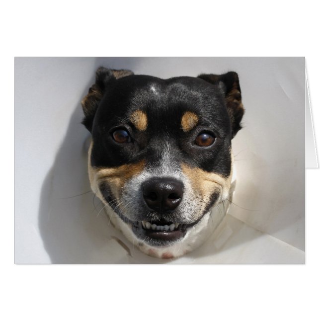 Funny glimlachte hond (Voorkant Horizontaal)