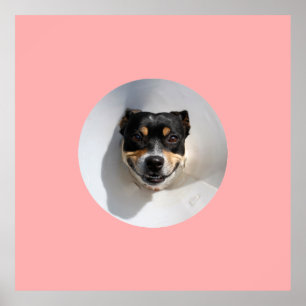 Funny glimlachte hond poster