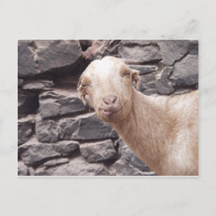 Funny Goat Briefkaart