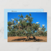 Funny Goats in Trees Briefkaart (Voorkant / Achterkant)