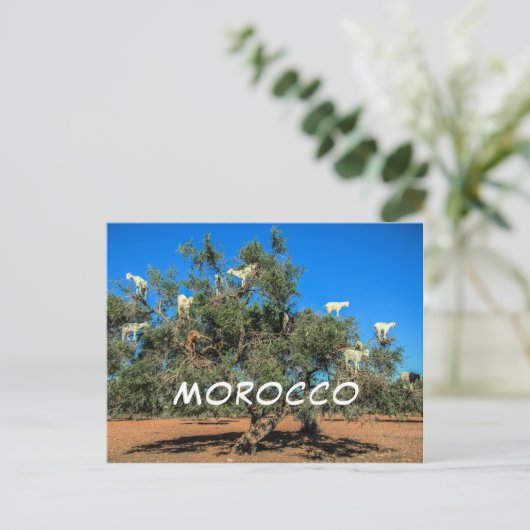 Funny Goats in Trees Marokko Souvenir Briefkaart (Staand voorkant)