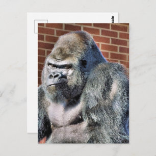FUNNY GORILLA BRIEFKAART
