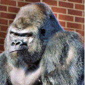 FUNNY GORILLA LEGPUZZEL