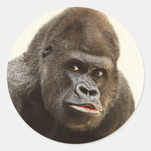 Funny Gorilla-stickers Ronde Sticker