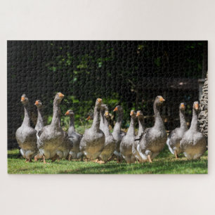 Funny gray ganzen in de Dordogne, Frankrijk Legpuzzel