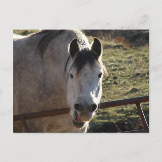 Funny Gray Mare Briefkaart (Voorkant)