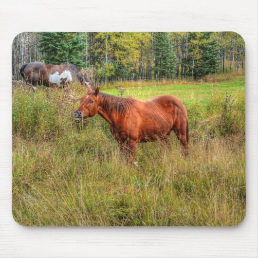 Funny Grinning Chestnut Mare & Pasture Foto Muismat (Voorkant)