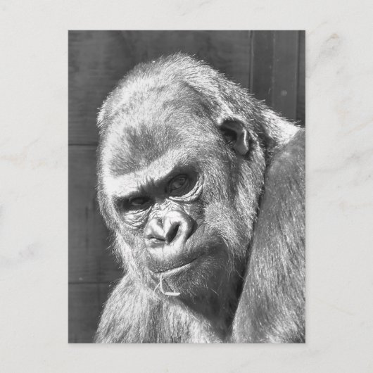 FUNNY GRUMPY GORILLA BRIEFKAART (Voorkant)