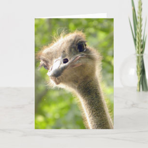 Funny Happy Birthday Card l Ostrich Photography Kaart