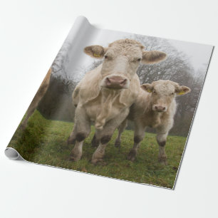 Funny Herd van Koeien in de puinhoop Cadeaupapier