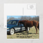 Funny Horse "300 Paarden" Briefkaart (Voorkant / Achterkant)