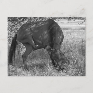 Funny Horse Briefkaart