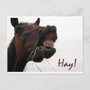 Funny Horse: Hoi! Briefkaart