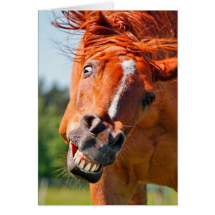 Funny Horse Rire Photographie