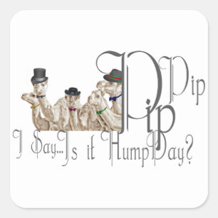 Funny Hump Day Camels in Monocles Vierkante Sticker