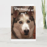 Funny Husky carte d'anniversaire<br><div class="desc">Loki le beau coquin aux yeux bleus... ... ... ... ... ... ..</div>