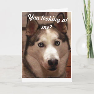 Funny Husky carte d'anniversaire
