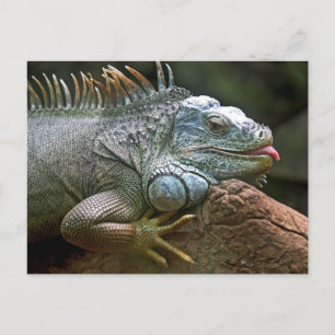 Funny Iguana Briefkaart