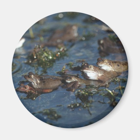 Funny kikkers magneet (Voorkant)