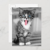 Funny Kitten Briefkaart (Voorkant / Achterkant)