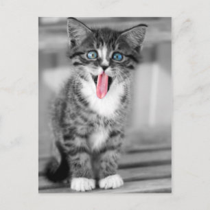 Funny Kitten Briefkaart