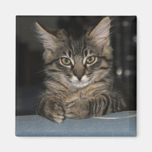 Funny Kitty's "Oh Really ?" Magnet