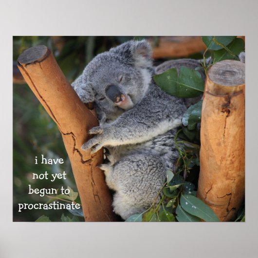 Funny Koala Beer Poster; Procrastatie Poster (Voorkant)