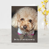 Funny krijgt een goede kaart (Gele Bloem)