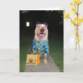 Funny Lab habillé comme une carte d'Halloween huma (Fleur jaune)