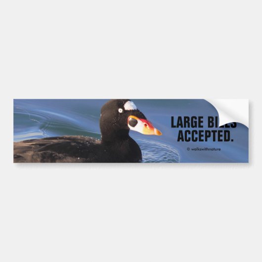 Funny Large Bills Accepted Surf Scoter Duck Bumpersticker (Voorkant)