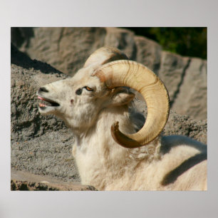 Funny Laughing Bighorn Sheep of Ram Poster