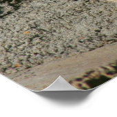 Funny Laughing Bighorn Sheep of Ram Poster (Hoek)